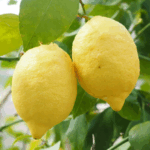 lemon-tree-plant