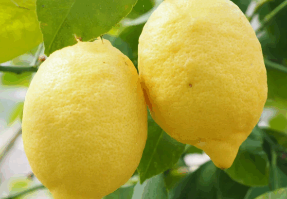 lemon-tree-plant